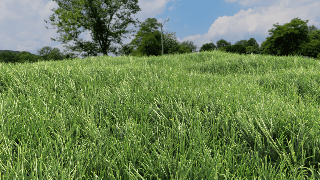 Grass environment 3D rendering